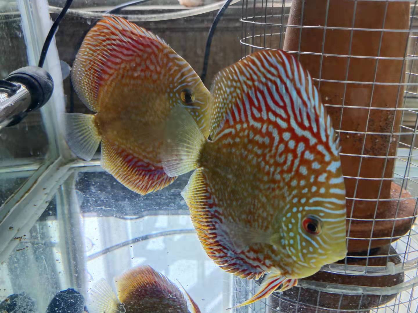 鱼怎么分公母（观赏鱼雌雄鉴别的通用模式）