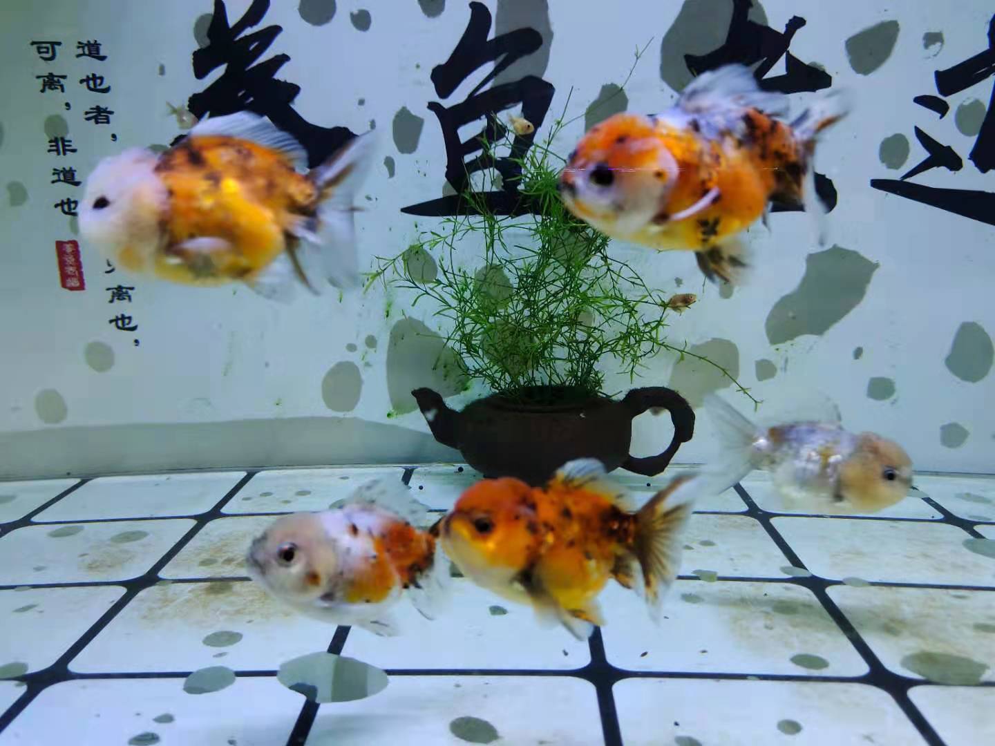 鱼怎么分公母（观赏鱼雌雄鉴别的通用模式）