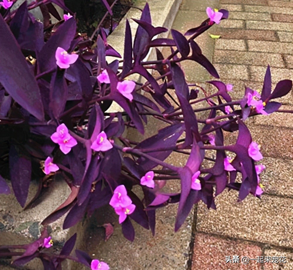 紫气东来花的养殖方法（夏天养紫竹梅了解掌握3个要点）
