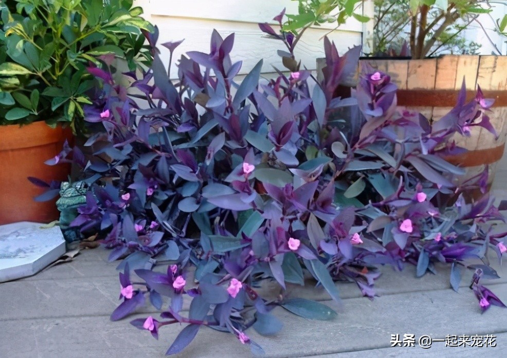 紫气东来花的养殖方法（夏天养紫竹梅了解掌握3个要点）