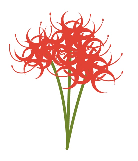 彼岸花简笔画（教你画彼岸花的详细画法步骤）