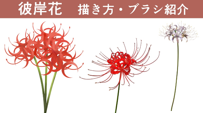 彼岸花简笔画（教你画彼岸花的详细画法步骤）