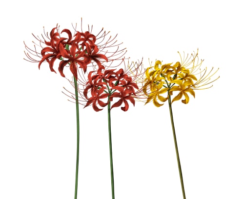 彼岸花简笔画（教你画彼岸花的详细画法步骤）