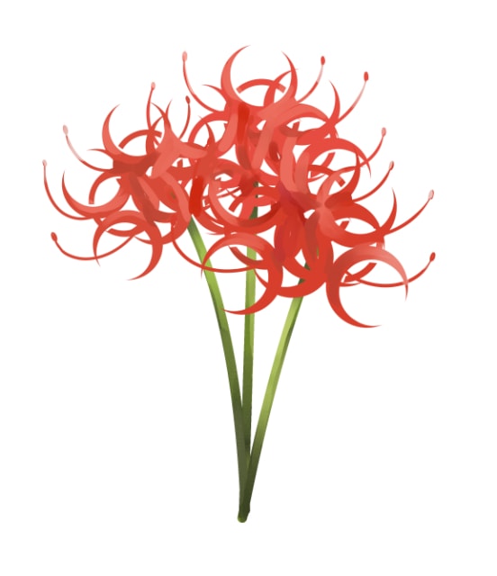 彼岸花简笔画（教你画彼岸花的详细画法步骤）