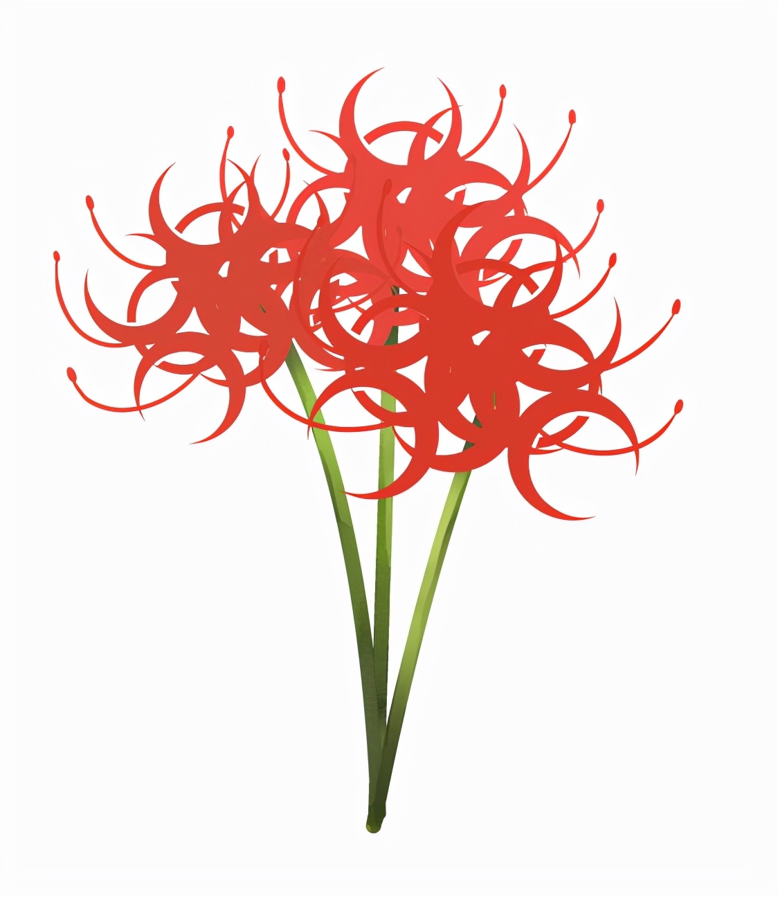 彼岸花简笔画（教你画彼岸花的详细画法步骤）