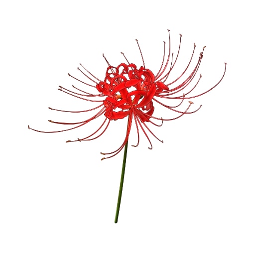 彼岸花简笔画（教你画彼岸花的详细画法步骤）