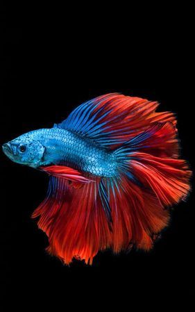 斗鱼鱼吧视频怎么保存本地