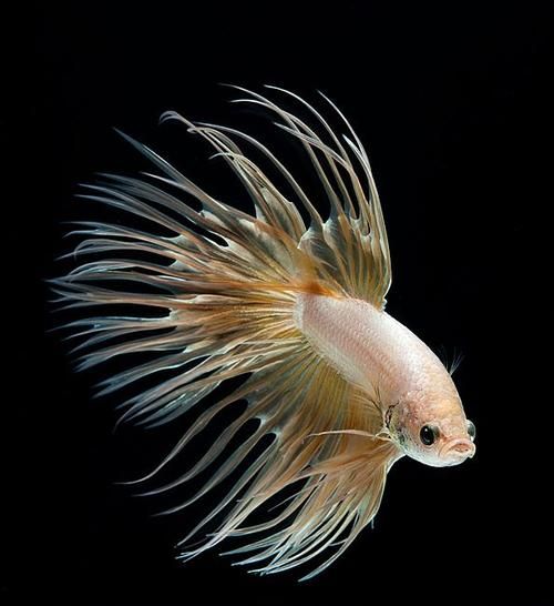 中国斗鱼和泰国斗鱼哪个厉害