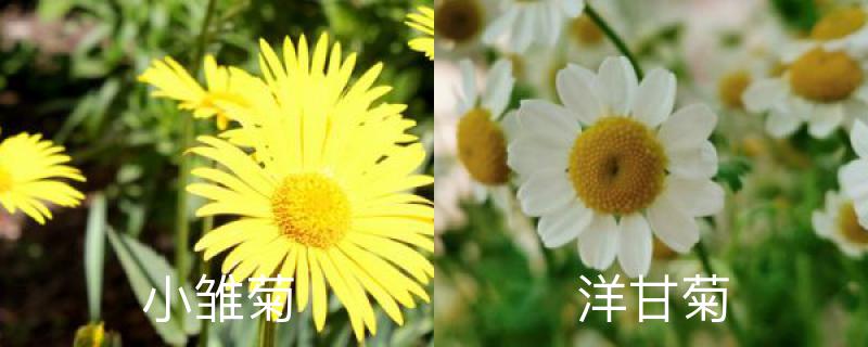 雏菊和洋甘菊的区别（雏菊和洋甘菊的差别介绍）