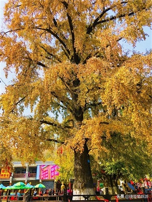 湖北省 随州市 中国千年银杏谷