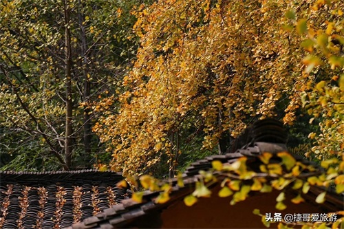 湖北省 随州市 中国千年银杏谷