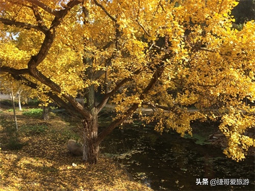 湖北省 随州市 中国千年银杏谷