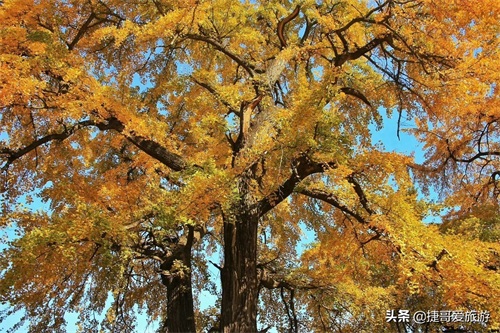 湖北省 随州市 中国千年银杏谷