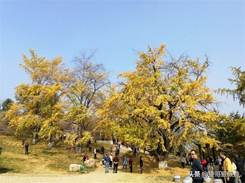 湖北省 随州市 中国千年银杏谷