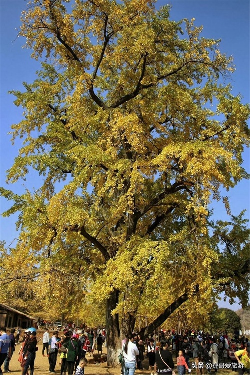 湖北省 随州市 中国千年银杏谷