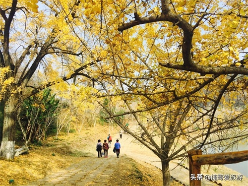 湖北省 随州市 中国千年银杏谷