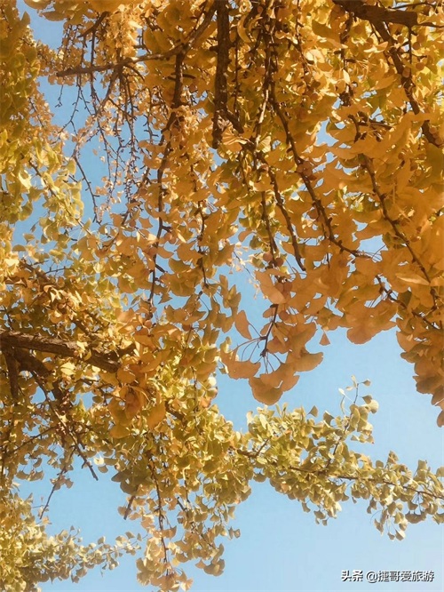 湖北省 随州市 中国千年银杏谷