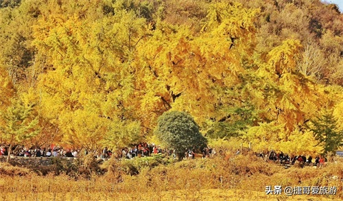 湖北省 随州市 中国千年银杏谷