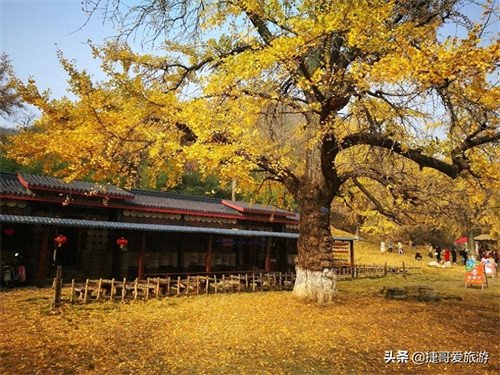 湖北省 随州市 中国千年银杏谷