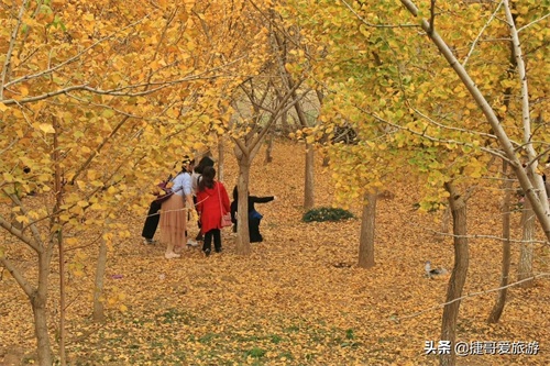 湖北省 随州市 中国千年银杏谷