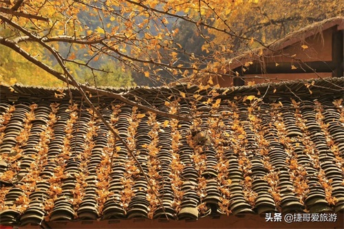 湖北省 随州市 中国千年银杏谷