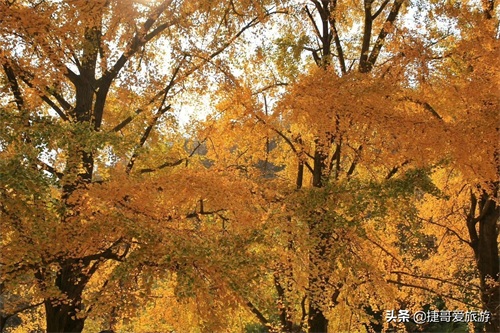 湖北省 随州市 中国千年银杏谷