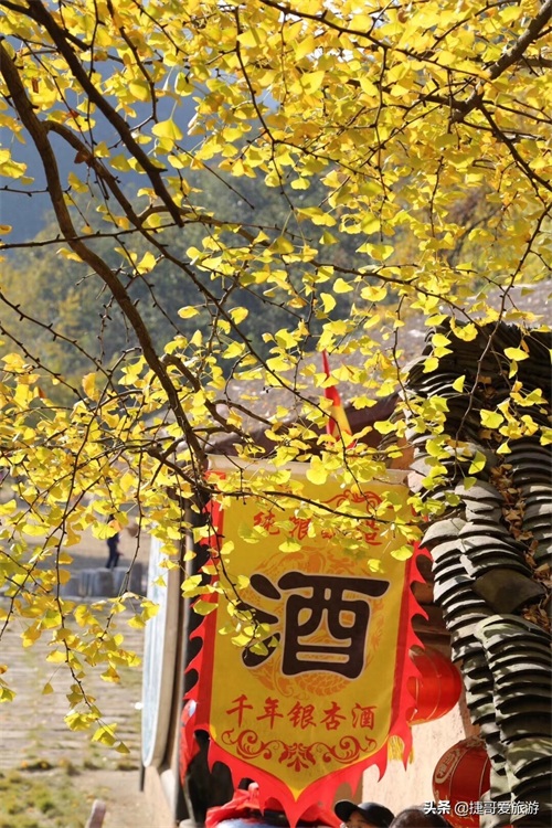 湖北省 随州市 中国千年银杏谷