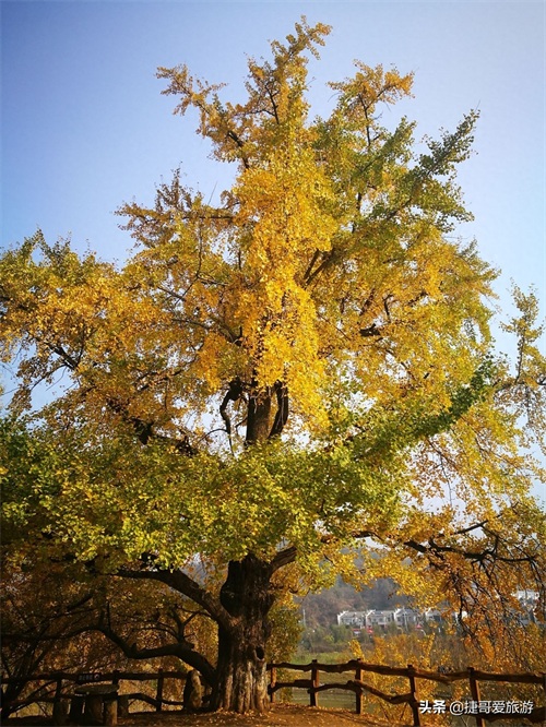 湖北省 随州市 中国千年银杏谷