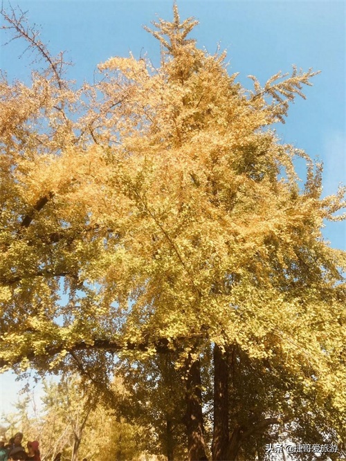 湖北省 随州市 中国千年银杏谷