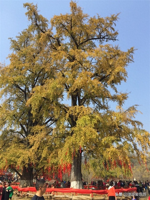 湖北省 随州市 中国千年银杏谷