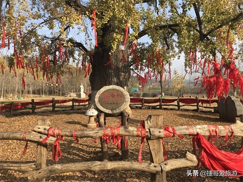 湖北省 随州市 中国千年银杏谷