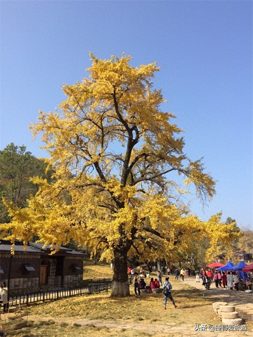 湖北省 随州市 中国千年银杏谷