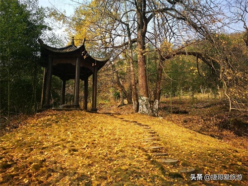 湖北省 随州市 中国千年银杏谷