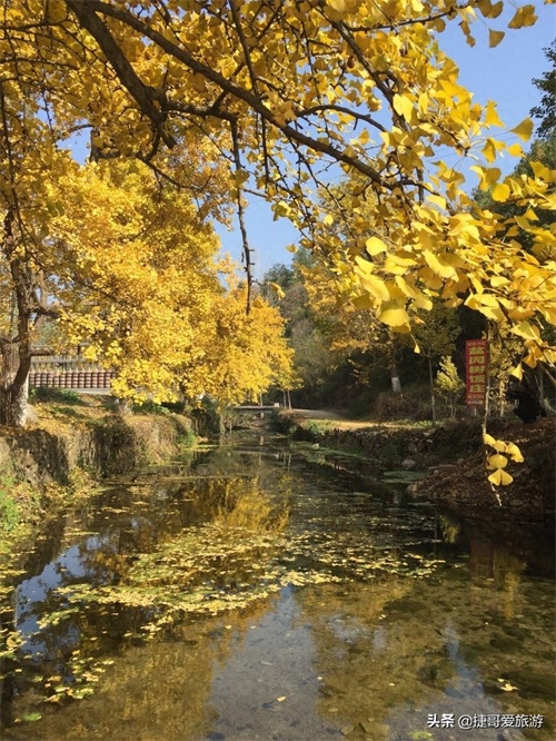 湖北省 随州市 中国千年银杏谷