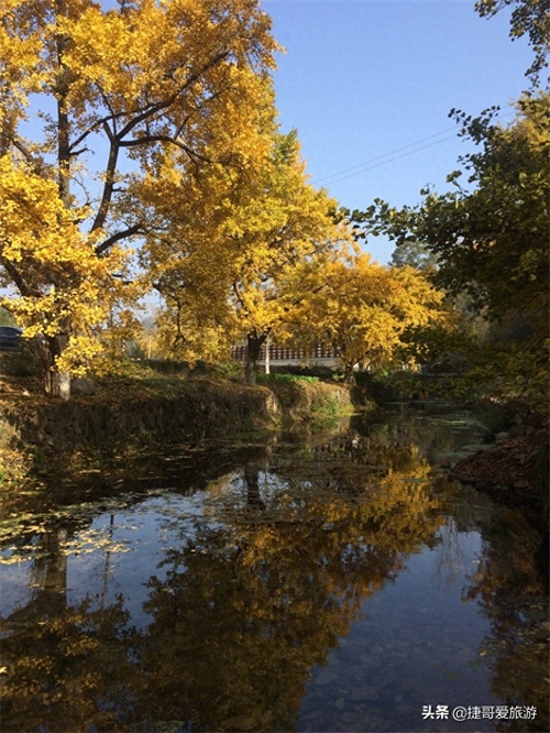 湖北省 随州市 中国千年银杏谷