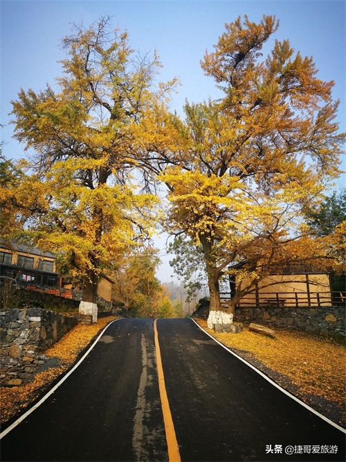 湖北省 随州市 中国千年银杏谷