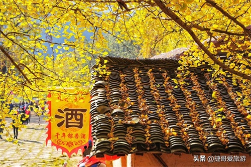 湖北省 随州市 中国千年银杏谷