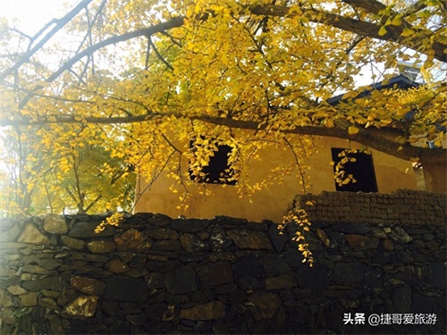 湖北省 随州市 中国千年银杏谷