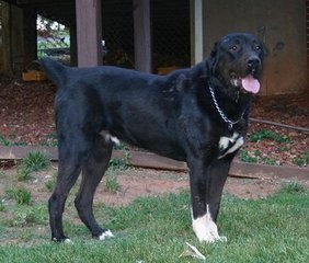 中国边疆最优秀牧羊犬，哈萨克牧羊犬和西藏牧羊犬绝美