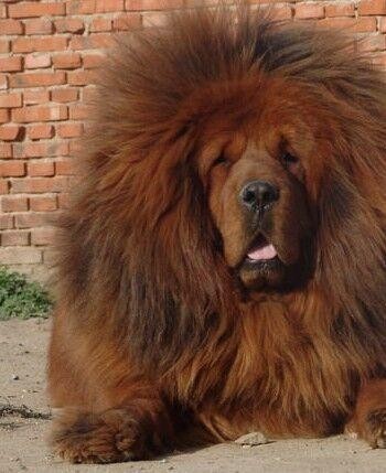 中国边疆最优秀牧羊犬，哈萨克牧羊犬和西藏牧羊犬绝美