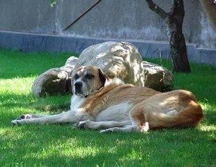 中国边疆最优秀牧羊犬，哈萨克牧羊犬和西藏牧羊犬绝美