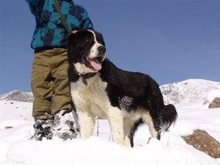 中国边疆最优秀牧羊犬，哈萨克牧羊犬和西藏牧羊犬绝美