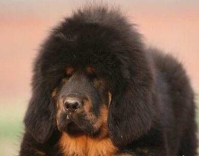 中国边疆最优秀牧羊犬，哈萨克牧羊犬和西藏牧羊犬绝美