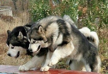 中国边疆最优秀牧羊犬，哈萨克牧羊犬和西藏牧羊犬绝美